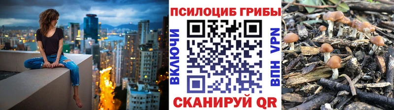 Псилоцибиновые грибы Psilocybe  Шарыпово 